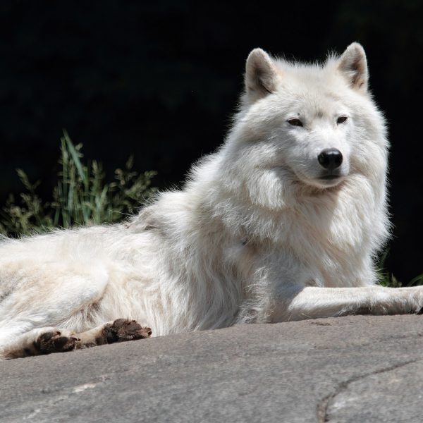 Les loups du gévaudan Tourisme Lozère
